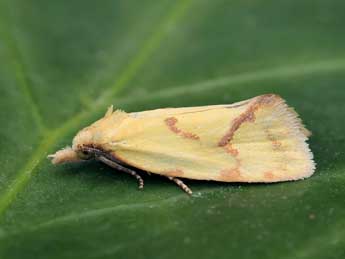 Agapeta hamana L. adulte - �Lionel Taurand