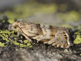 Dichrorampha harpeana Frey adulte - �J�rg Schmid