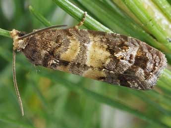 Cymolomia hartigiana Saxesen in Ratz. adulte - �Friedmar Graf