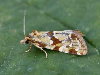 Aethes hartmanniana Cl. adulte - �Lionel Taurand