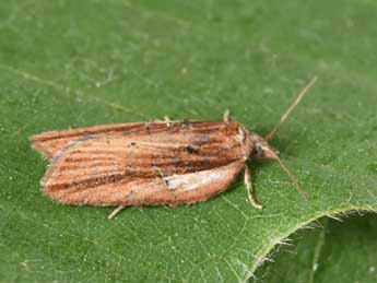 Acleris hastiana L. adulte - �Philippe Mothiron