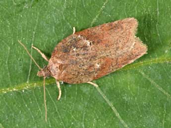 Acleris hastiana L. adulte - �Philippe Mothiron