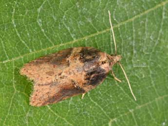 Acleris hastiana L. adulte - �Philippe Mothiron