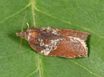 Acleris hastiana L. adulte - �Philippe Mothiron
