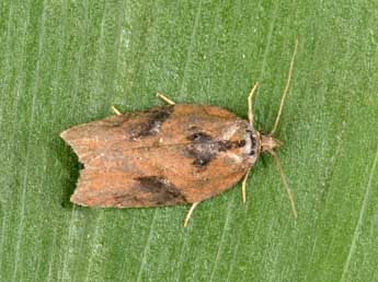 Acleris hastiana L. adulte - �Philippe Mothiron