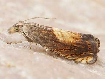 Dichrorampha heegerana Dup. adulte - �Friedmar Graf