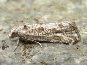 Lobesia helichrysana Rag. adulte - �Ruben Meert