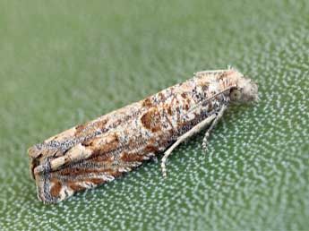 Pelochrista hepatariana H.-S. adulte - �Daniel Morel