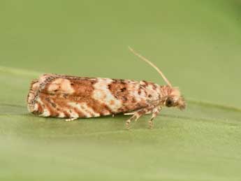 Pelochrista hepatariana H.-S. adulte - �Philippe Mothiron