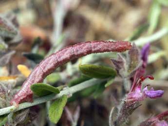  Chenille de Microloxia herbaria Hb. - �Daniel Morel