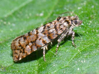 Barbara herrichiana Obraztsov adulte - �Michel Ehrhardt