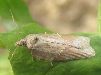 Acleris hippophaeana Heyd. adulte - �Ruben Meert