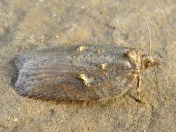 Acleris hippophaeana Heyd. adulte - �Ruben Meert