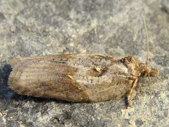 Acleris hippophaeana Heyd. adulte - �Ruben Meert