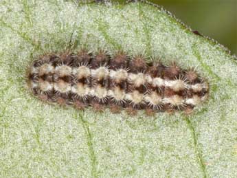  Chenille de Jordanita hispanica Alberti - �Wolfgang Wagner, www.pyrgus.de