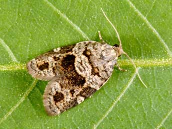 Dichelia histrionana Fr�l. adulte - �Philippe Mothiron