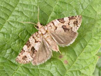 Dichelia histrionana Fr�l. adulte - �Philippe Mothiron