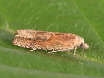 Eucosma hohenwartiana D. & S. adulte - �Philippe Mothiron