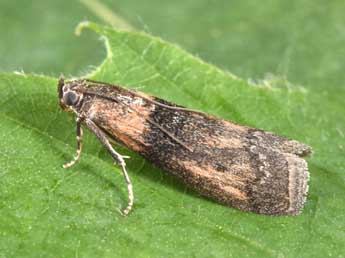 Sciota hostilis Stph. adulte - �Philippe Mothiron