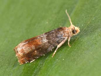 Lepteucosma huebneriana Ko�ak adulte - �Philippe Mothiron