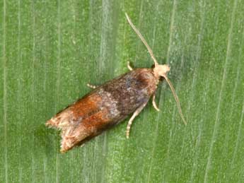 Lepteucosma huebneriana Ko�ak adulte - �Philippe Mothiron