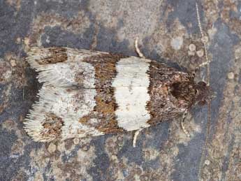 Isotrias hybridana Hb. adulte - �Horst Pichler