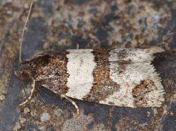 Isotrias hybridana Hb. adulte - �Horst Pichler