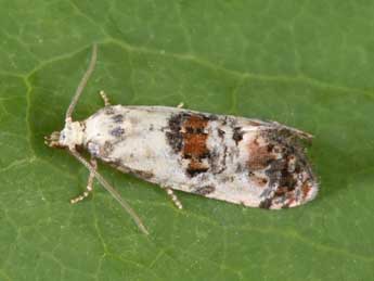 Neocochylis hybridella Hb. adulte - �Philippe Mothiron