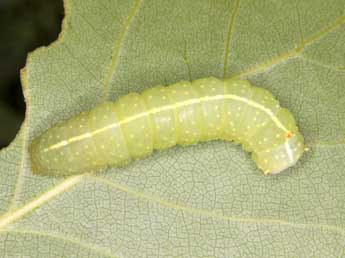  Chenille de Raphia hybris Hb. - �Wolfgang Wagner, www.pyrgus.de