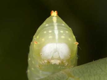  Chenille de Raphia hybris Hb. - �Wolfgang Wagner, www.pyrgus.de
