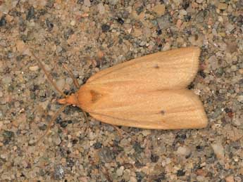 Avaria hyerana Mill. adulte - �Adrien Jailloux