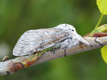 Cerura iberica Ort. & T. adulte - �Lionel Taurand