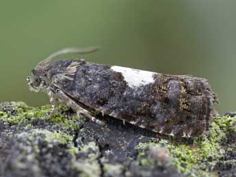 Pammene ignorata Kuznetzov adulte - �Patrick Clement