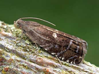 Cydia illutana H.-S. adulte - �Patrick Clement