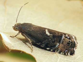 Cydia illutana H.-S. adulte - �Friedmar Graf