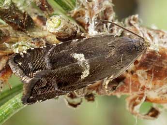 Cydia illutana H.-S. adulte - �Friedmar Graf