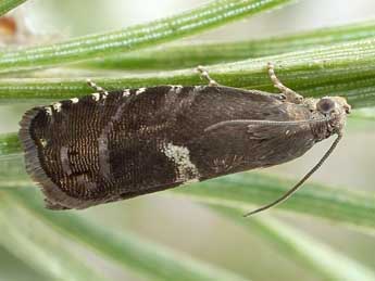 Cydia illutana H.-S. adulte - �Friedmar Graf