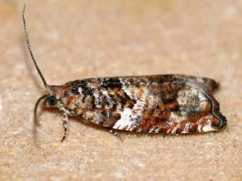 Gypsonoma imparana M�ll.-Rtz adulte - �Edith Grange