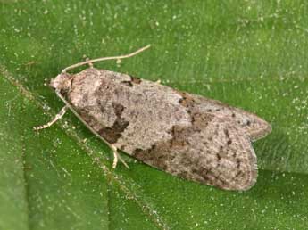 Eana incanana Stph. adulte - �Philippe Mothiron