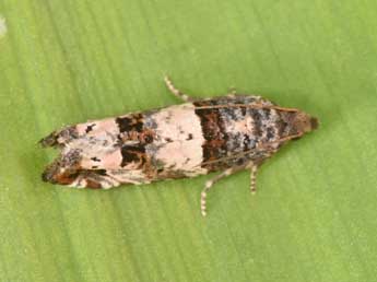 Notocelia incarnatana Hb. adulte - �Philippe Mothiron