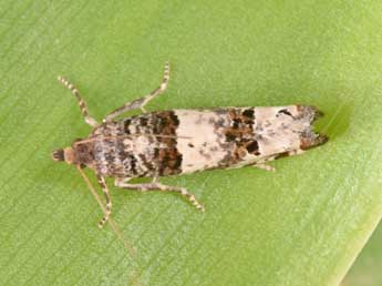 Notocelia incarnatana Hb. adulte - �Philippe Mothiron