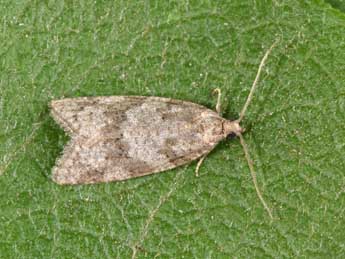 Cnephasia incertana Tr. adulte - �Philippe Mothiron