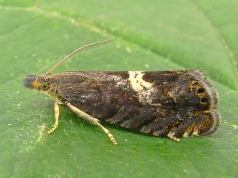 Dichrorampha incursana H.-S. adulte - �Heidrun Melzer