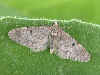Eupithecia indigata Hb. adulte - �Philippe Mothiron
