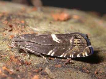 Cydia indivisa Danilevsky adulte - �Rudolf Bryner