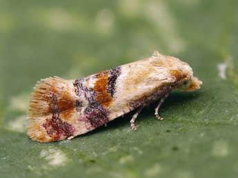 Diceratura infantana Kennel adulte - �Lionel Taurand