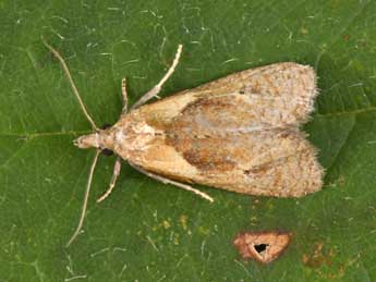 Phtheochroa inopiana Hw. adulte - �Philippe Mothiron