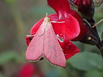 Pyrausta inornatalis Fernald adulte - �Olivier Vannucci