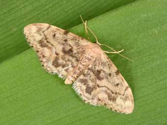 Idaea inquinata Scop. adulte - �Philippe Mothiron