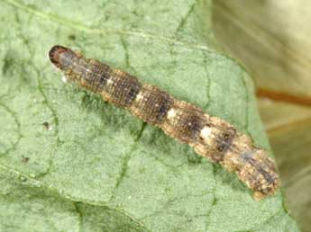  Chenille de Idaea inquinata Scop. - �Philippe Mothiron